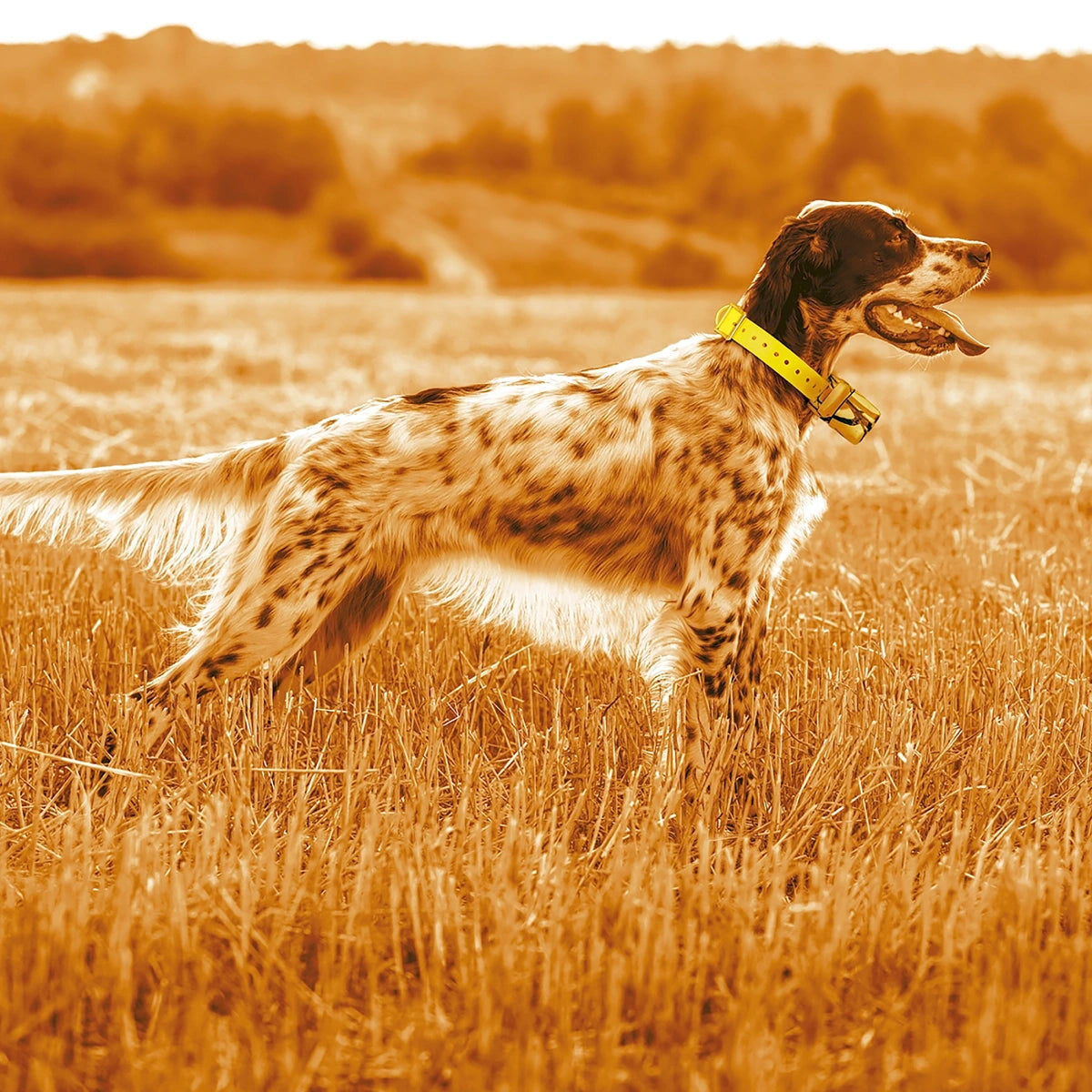 Localizador para perros GPS Midland Beeper One · detalle 6