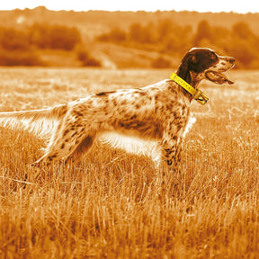 Localizador para perros GPS Midland Beeper One · detalle 6