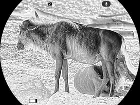 Imagen térmica de un ñu captada con GUIDE TU Pro 3.0