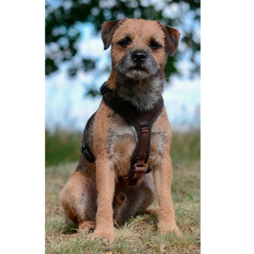 Arnés para perro de rastro NIGGELOH Follow Light