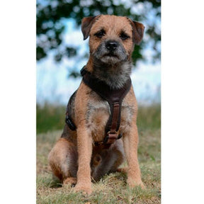 Arnés para perro de rastro NIGGELOH Follow Light